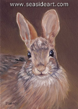 Lalingo-Young Cottontail
