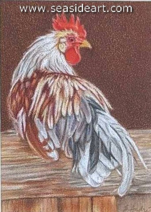 Andre - Icelandic Cock