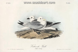 Kittiwake Gull