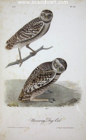 Burrowing Day Owl by John James Audubon - Seaside Art Gallery