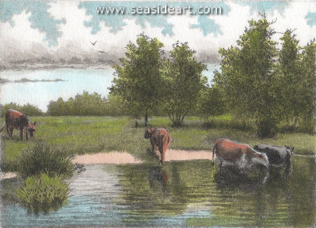 Cattle at the River