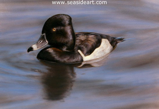 Wave Riders – Ring-necked Duck I by Bonnie Latham - Seaside Art Gallery