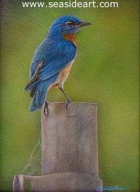 A Moment's Respite (Eastern Bluebird) by Bonnie Latham - Seaside Art Gallery