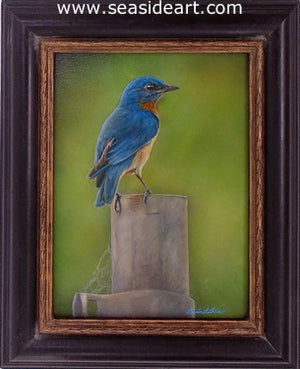 A Moment's Respite (Eastern Bluebird) by Bonnie Latham - Seaside Art Gallery
