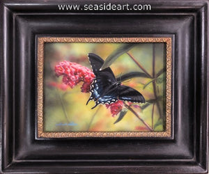 Black & Lilac-Tiger Swallowtail Butterfly (Black Phase)