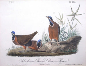 Blue-headed Ground Dove or Pigeon by John James Audubon - Seaside Art Gallery