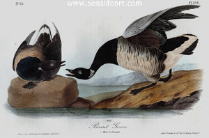 Brandt Goose by John James Audubon - Seaside Art Gallery