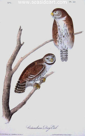 Columbian Day Owl by John James Audubon - Seaside Art Gallery