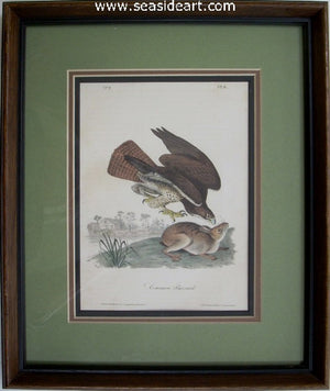 Common Buzzard by John James Audubon - Seaside Art Gallery