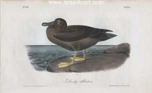 Dusky Albatross by John James Audubon - Seaside Art Gallery