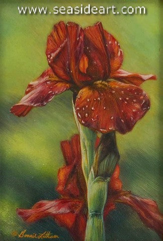 Radiance (Iris) a watercolor painting  by Bonnie Latham