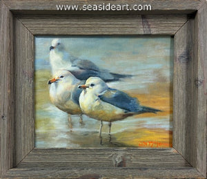 McLennan-Shallow Water