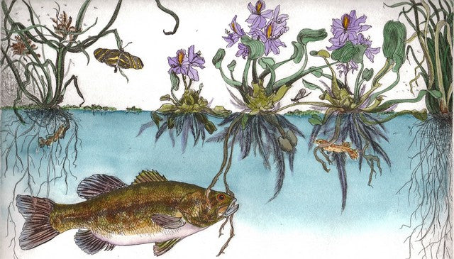 American Wetlands II