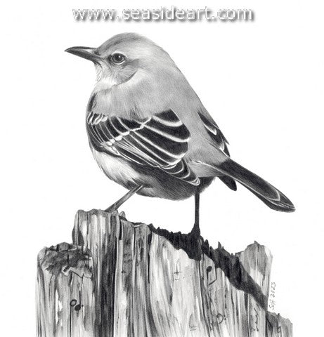 Adair-A Pause in His Performance (Northern Mockingbird)