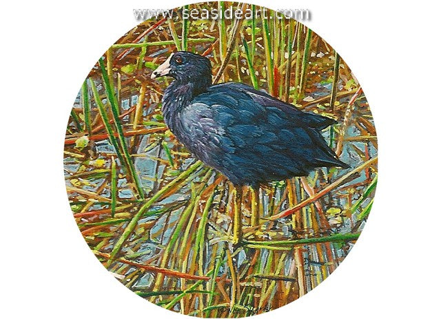 Siegrist W-American Coot Among the Reeds