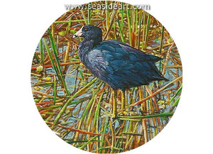 Siegrist W-American Coot Among the Reeds