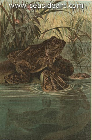 Bull Frog