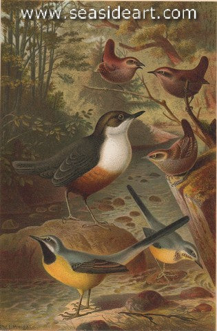 Dippers, Wagtails & Wrens