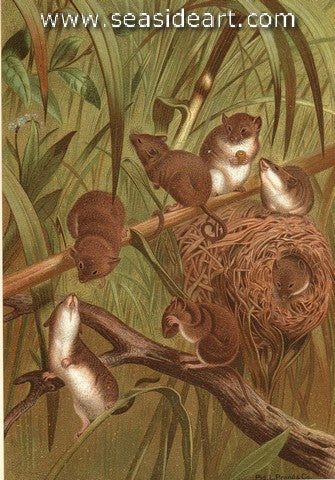 Harvest Mouse