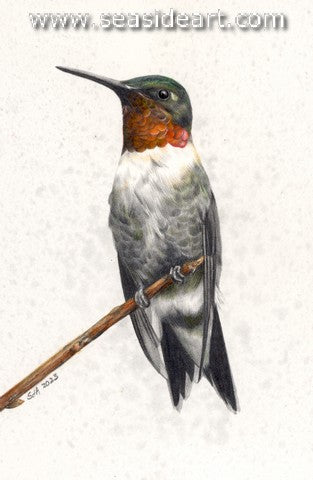 Adair-Hummingbird on Alert