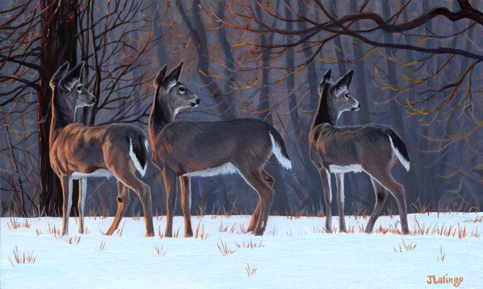 Lalingo-Life on the Edge