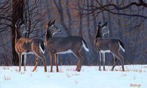 Lalingo-Life on the Edge