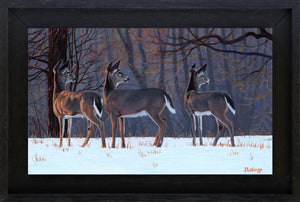 Lalingo-Life on the Edge