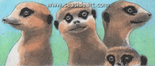 Meercats
