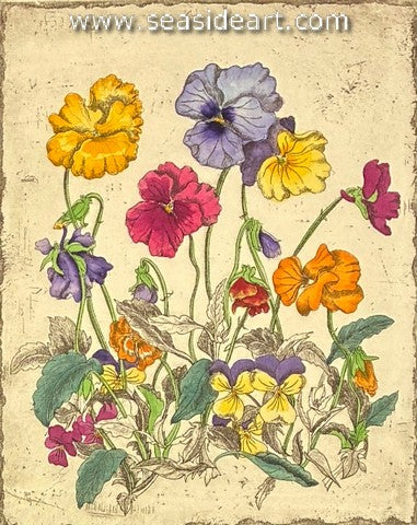 Pansies
