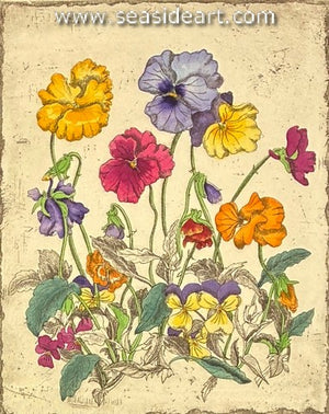 Pansies
