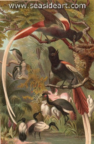 Paradise Flycatchers