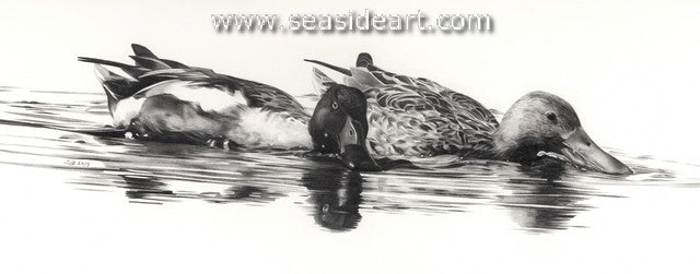 Shoveling (Northern Shovlers)