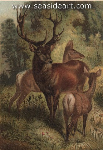 Stag, or Red Deer