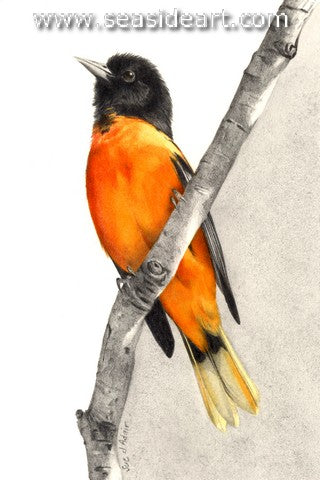 Sunny Side Down (Baltimore Oriole)