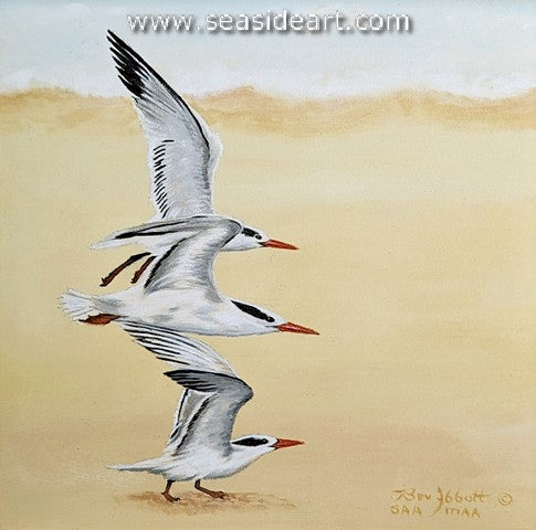 We Three Terns of Nags Head