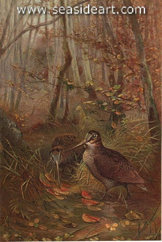 Woodcock