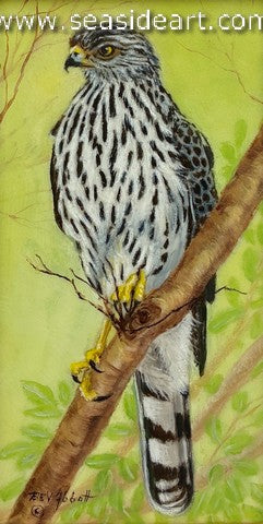 Alert Shark-shinned Hawk