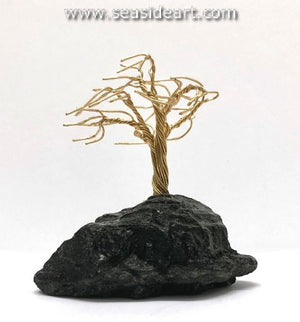 Boltjes-Brass Tree in Anthracite Coal