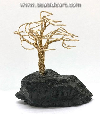 Boltjes-Brass Tree in Anthracite Coal