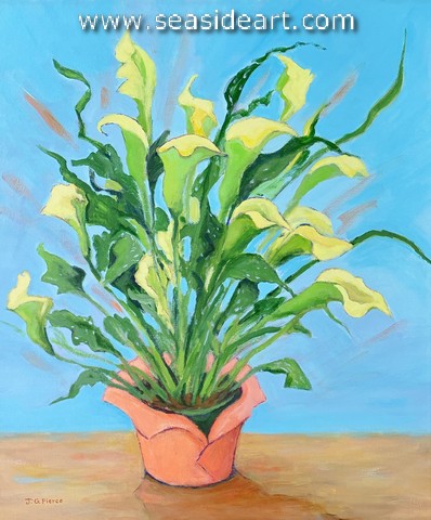 Calla Beauties