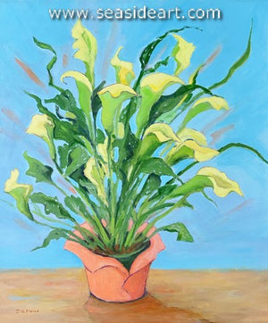Calla Beauties