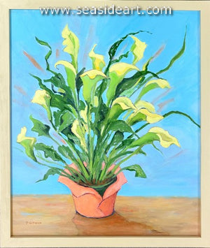 Calla Beauties