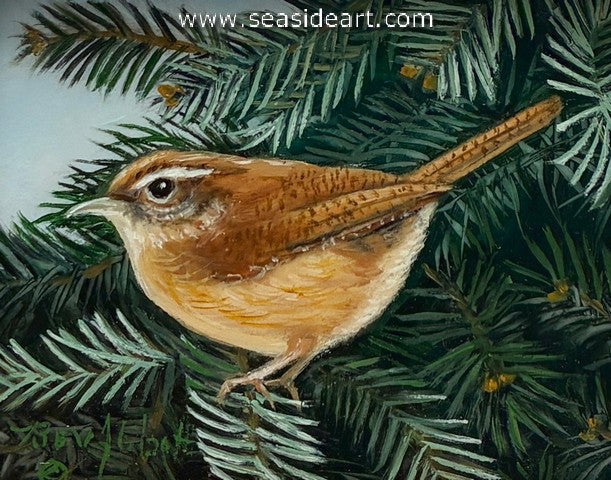 Carolina Wren in Evergreen Tree