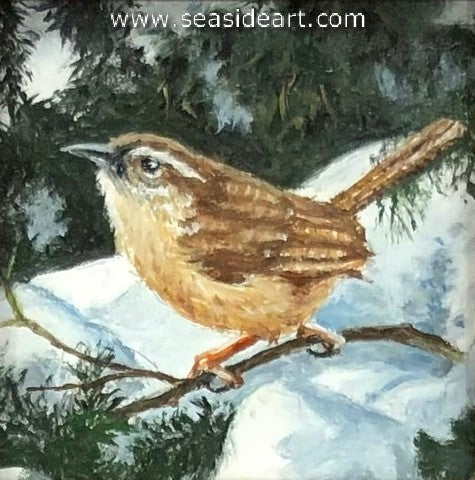 Carolina Wren in Wintertime