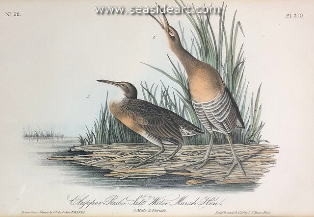 Clapper Rail