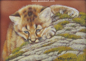 Cliff Hanger(Cougar Kitten)