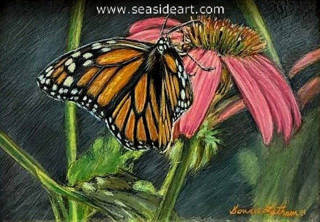 Latham B-Coneflower Serenade (Monarch Butterfly)