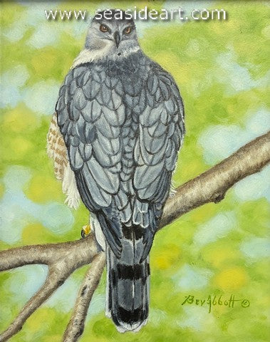 Cooper's Hawk, Checking Behind