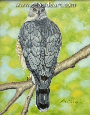 Coopers Hawk, Checking Behind