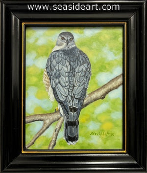 Coopers Hawk, Checking Behind